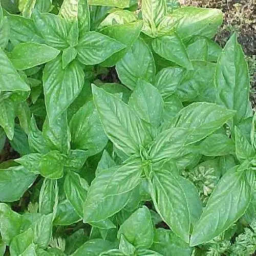 Basil East Central France
