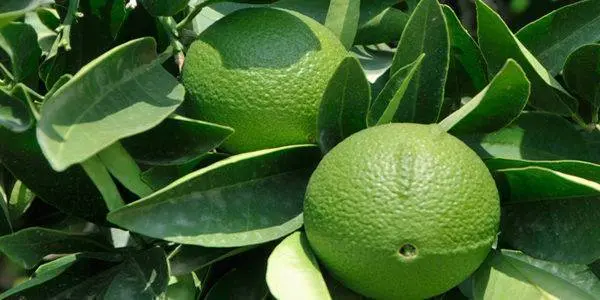 Bergamot Ivory Coast