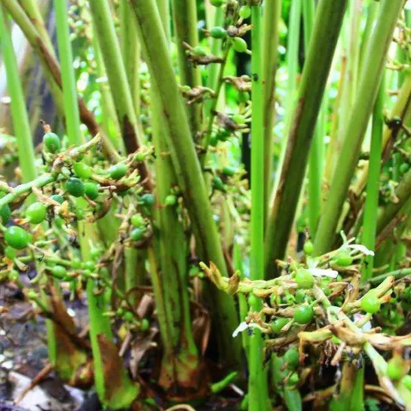 Cardamom Australian