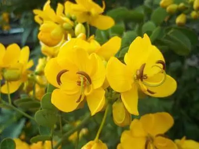 Cassia China