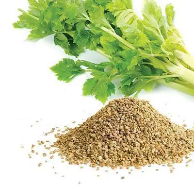 Celery Seed Central India