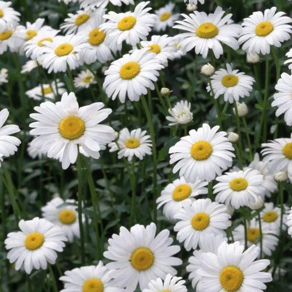 Chamomile Roman 3%