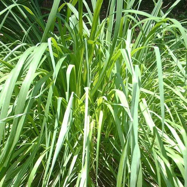 Citronella East Ceylon