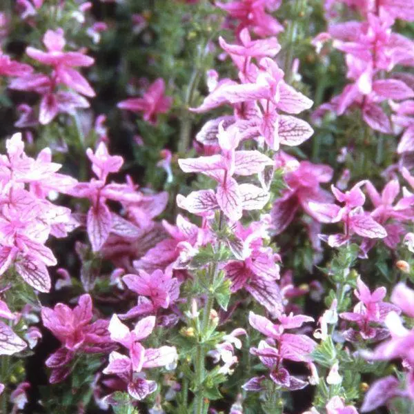 Clary Sage North France
