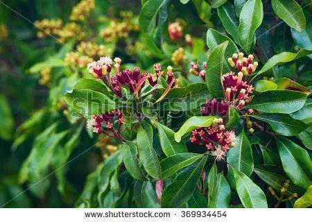 Clove South Javanese