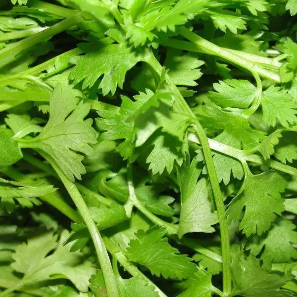 Coriander East Australia