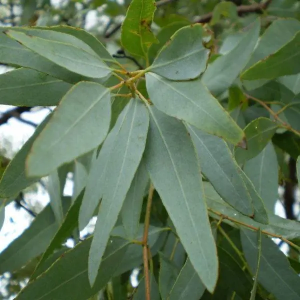 Eucalyptus Australian