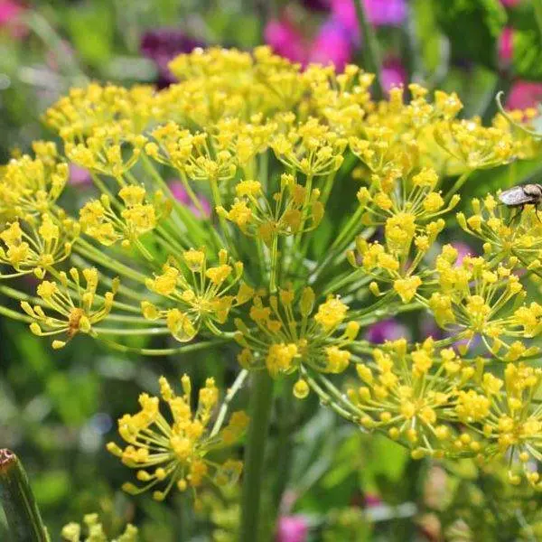 Fennel Sweet West France
