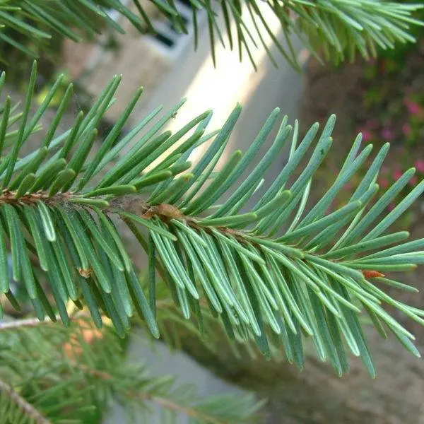 Fir Needle West Siberian