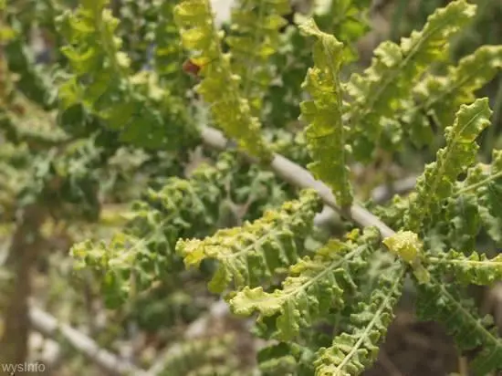 Frankincense Somalia