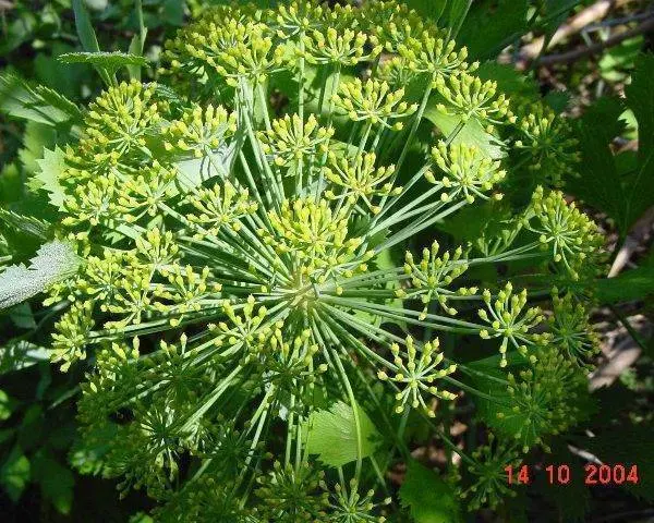 Galbanum Iran