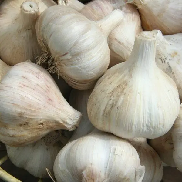 Garlic Southern China