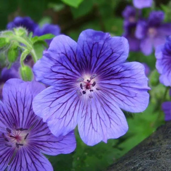 Geranium Egypt — Pure essential oil in Cobalt Blue Glass bottle