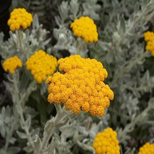 Helichrysum Croatia