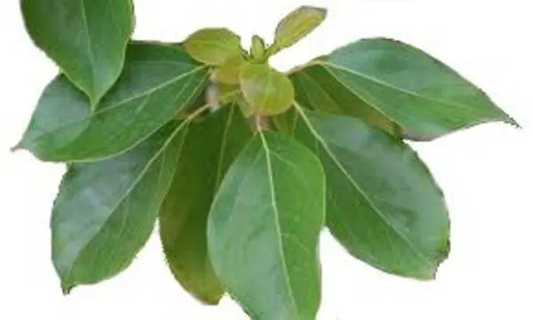 Ho Leaf West Australia