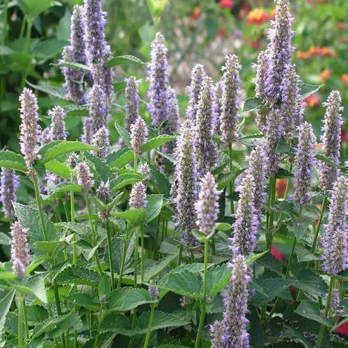 Hyssop Northern France
