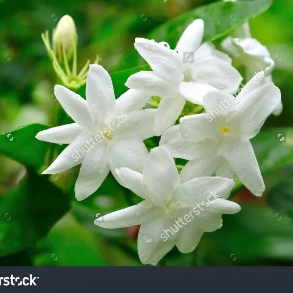 Jasmine North Egypt 3%
