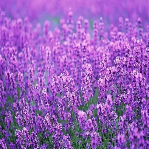 Lavender Sea Salt Scrub