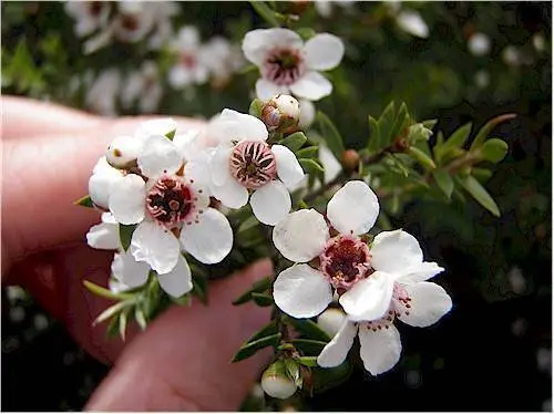 Manuka Australia