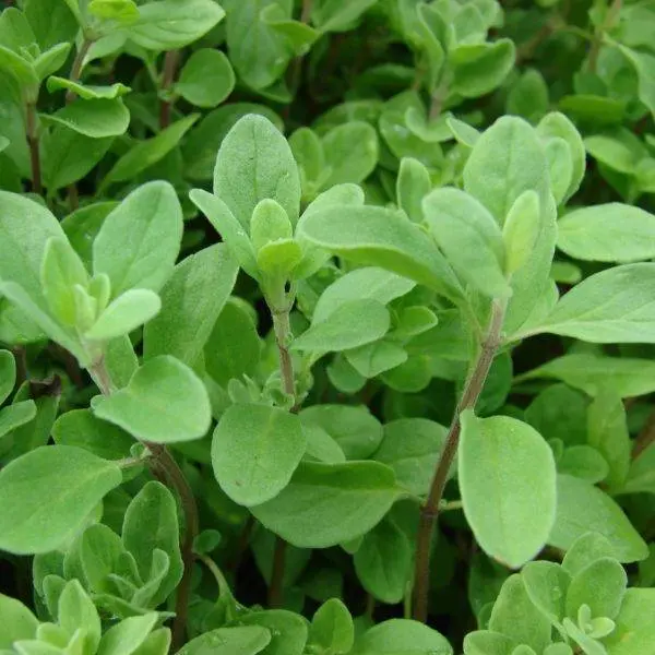 Marjoram West Australia