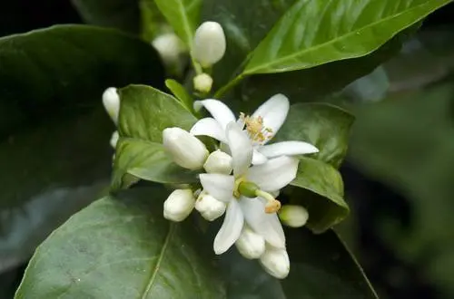 Neroli Tunisia 3%