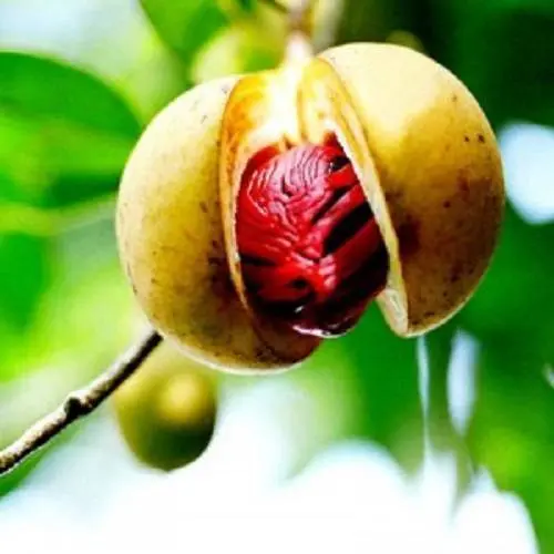 Nutmeg East Javanese