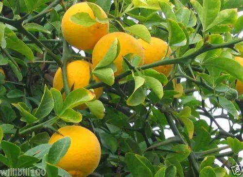 Orange Sweet Valencia