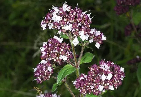 Origanium or Oregano