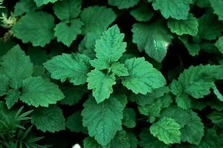 Patchouli West Javanese