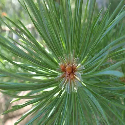 Pine Southern Australia
