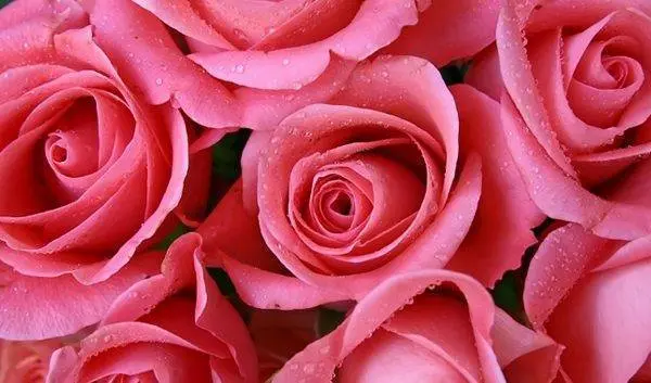 Red Rose Otto Bulgaria 3%