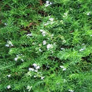 Rosemary Southern Spain