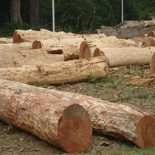 Sandalwood East India