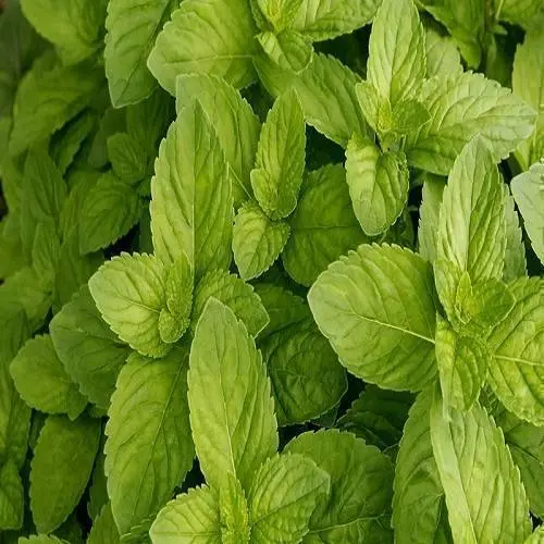 Spearmint United States