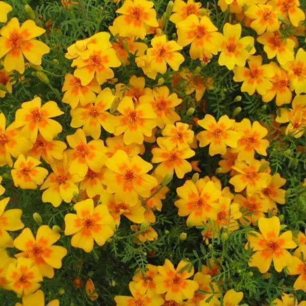 Tagetes Australia