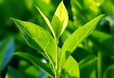 Tea Tree Floral Water