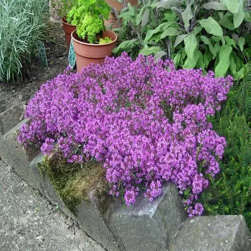 Thyme Red Northern Spain
