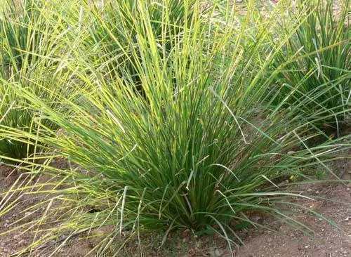 Vetiver Eastern Javanese