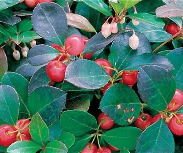 Wintergreen Nepal