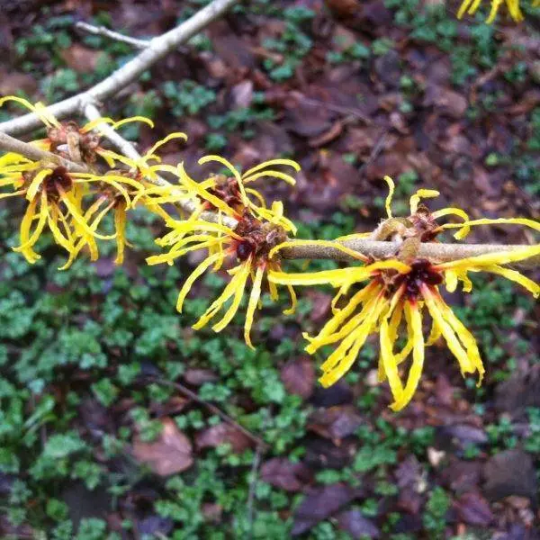 Witch Hazel Floral Water