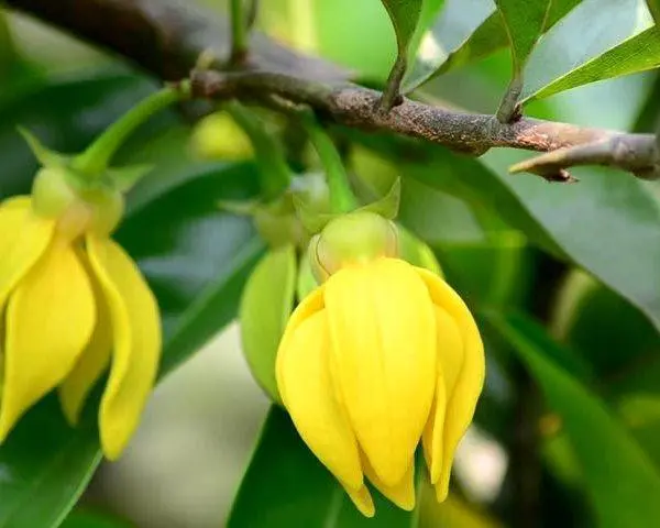 Ylang Ylang Madagascar